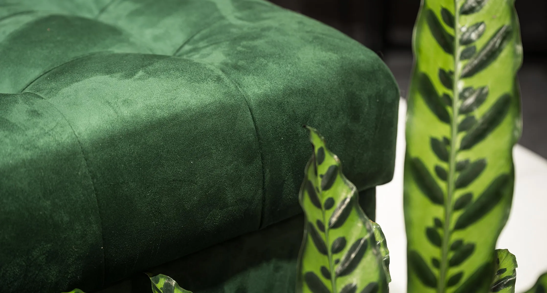 Club 23 Сонум Forest