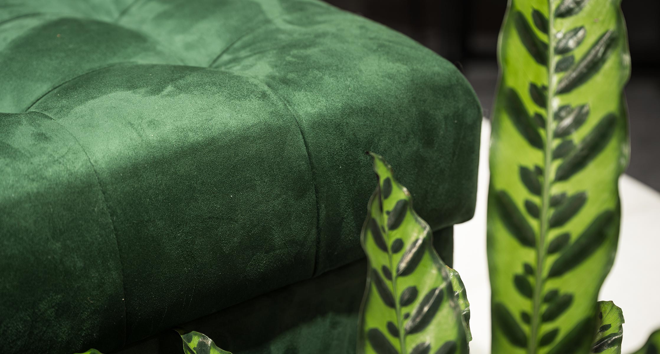 Club 23 Сонум Forest